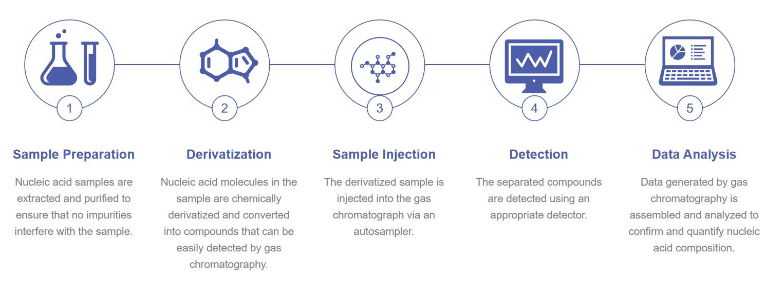 Fig.1 Our workflow of GC platforms for nucleic acid drugs